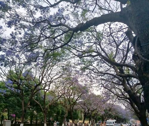红花楹与蓝花楹的花语有何不同？