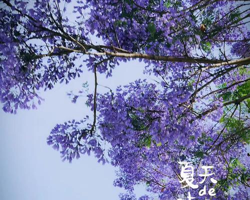 红花楹与蓝花楹的花语有何不同？