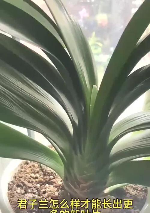 家养君子兰开花的条件是什么？