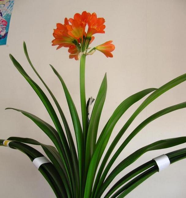 君子兰开完花剪花吗怎么剪？君子兰花后的修剪方法是什么？