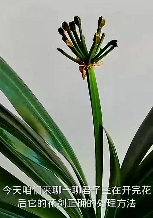 君子兰开完花剪花吗怎么剪？君子兰花后的修剪方法是什么？