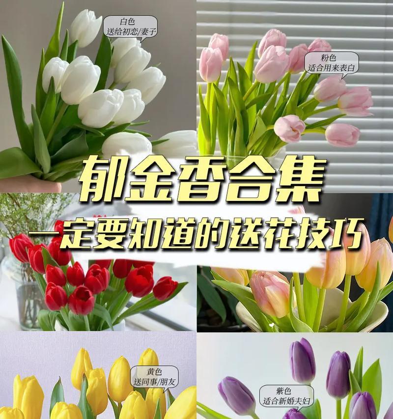 花的名称郁金香花语是什么？郁金香有哪些花语？