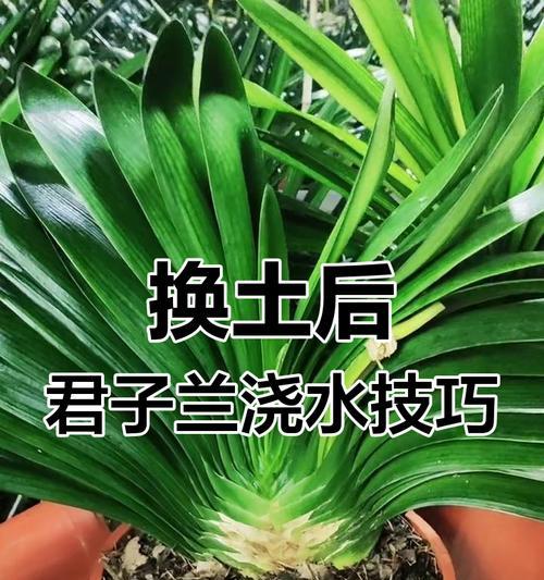 君子兰叶子腐烂时应如何更换土壤？