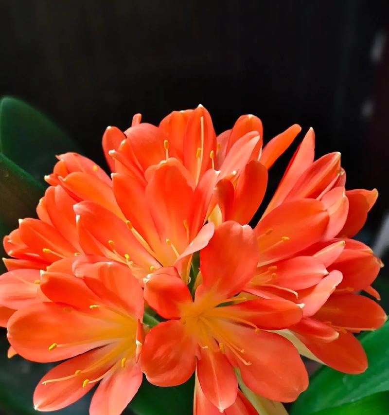 长春君子兰的开花季节是何时？