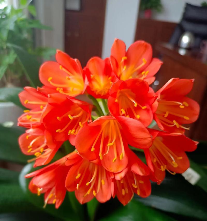 长春君子兰的开花季节是何时？