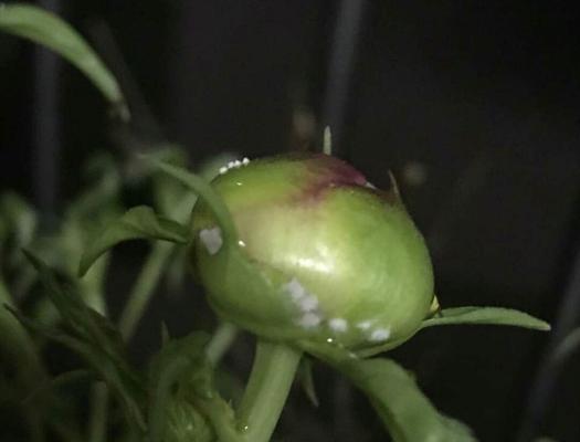 牡丹花很香但为什么不开花？原因是什么？