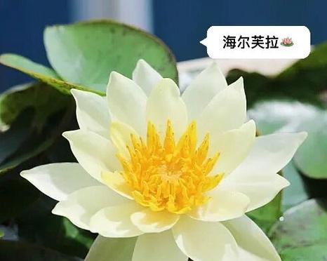 睡莲的花语是什么？睡莲象征着什么？