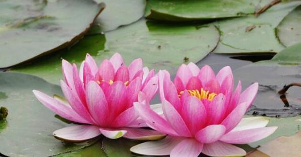 睡莲的花语是什么？睡莲象征着什么？