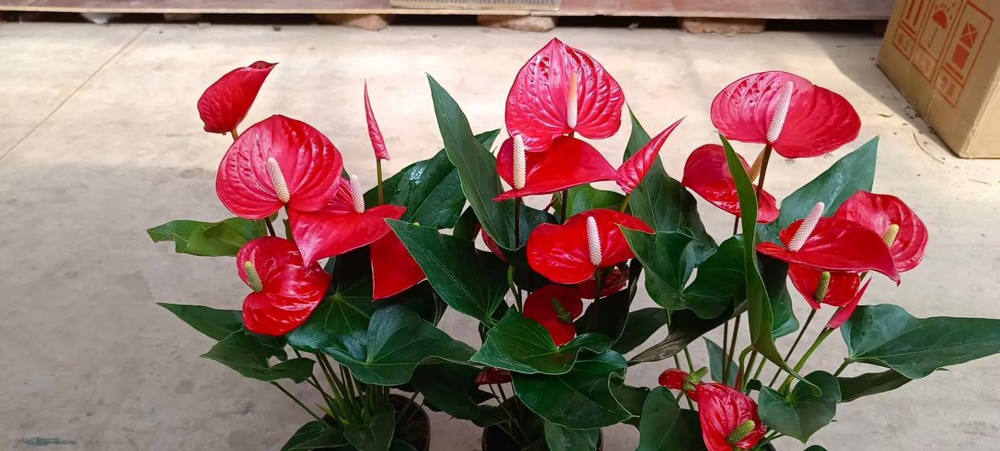 红色荼蘼花象征着什么？它的花语有何深意？