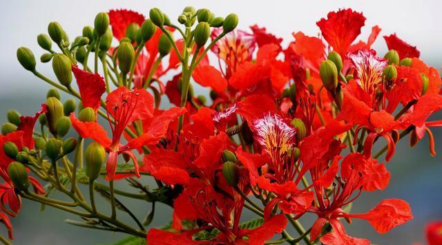 红色荼蘼花象征着什么？它的花语有何深意？