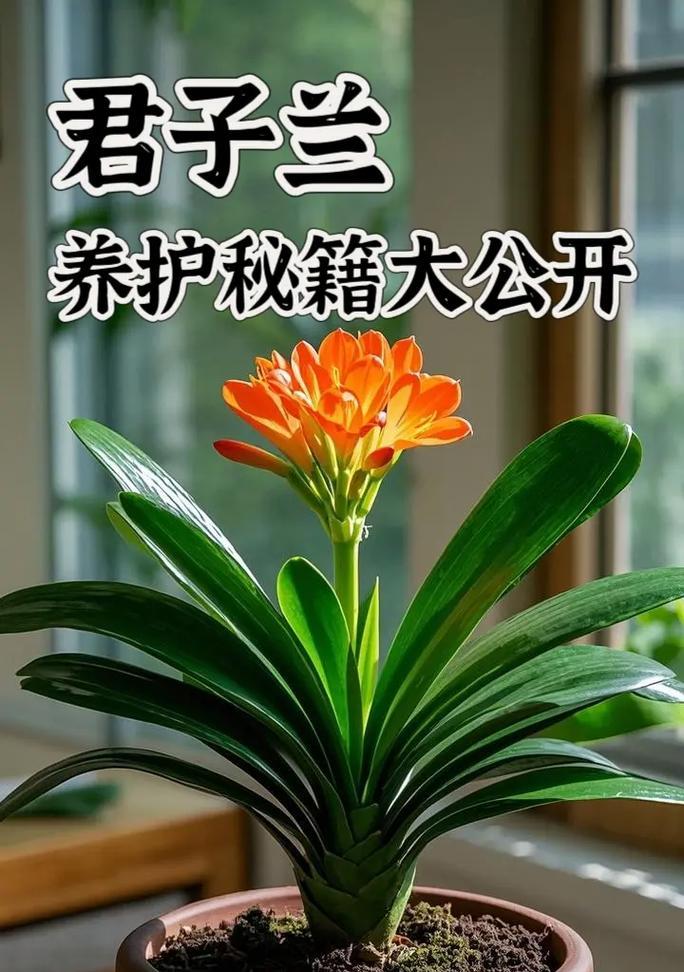 君子兰大胖子的正确养护方法是什么？