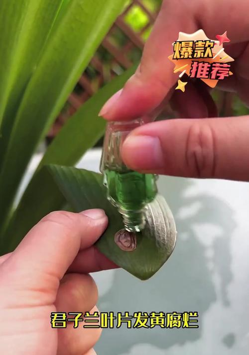 君子兰换土后叶子发黄的原因？如何解决？