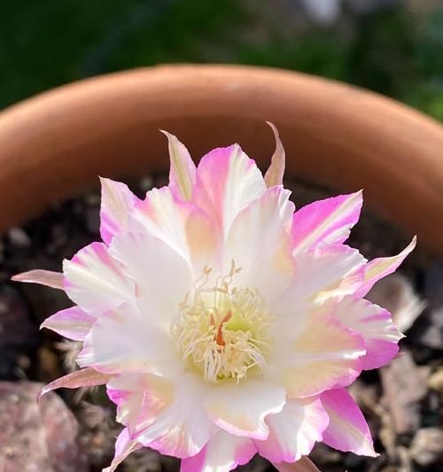 仙人球极光侧芽的特征是什么？