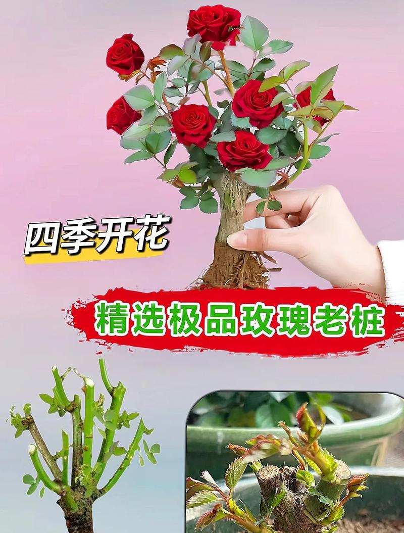 正宗玫瑰花幼苗的正确养护方法是什么？如何确保玫瑰花幼苗健康成长？