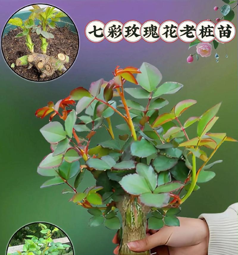 正宗玫瑰花幼苗的正确养护方法是什么？如何确保玫瑰花幼苗健康成长？
