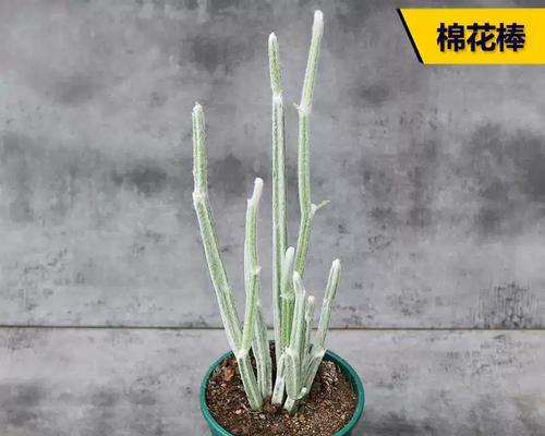 无刺仙人球的养殖方法有哪些？