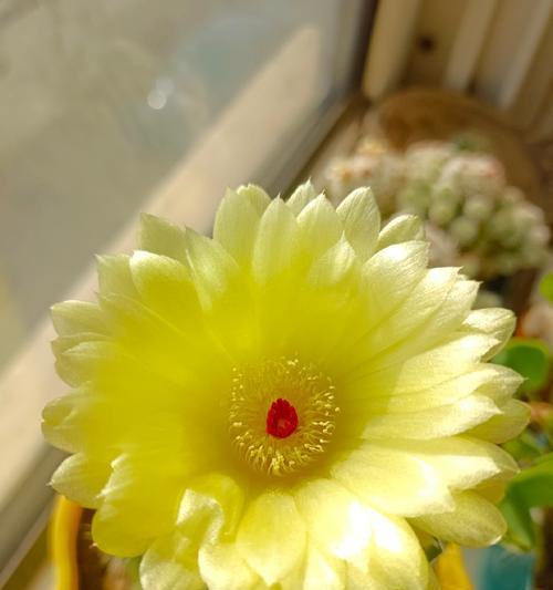 青王丸仙人球开花前是什么样的？如何识别即将开花的青王丸仙人球？