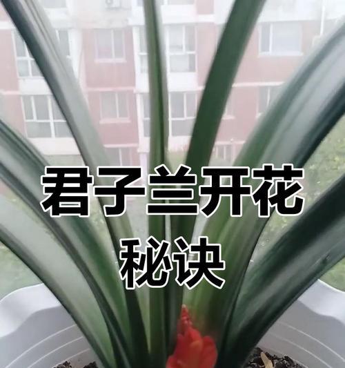 君子兰开花后如何正确养护？