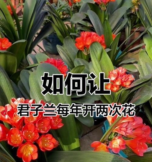 君子兰开花后如何正确养护？