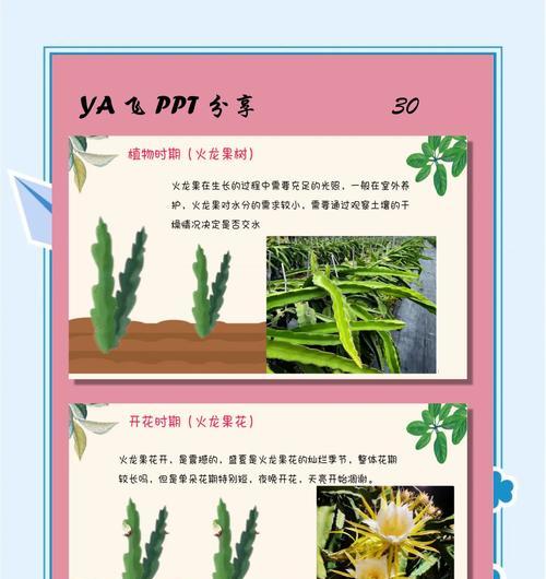 仙人球嫁接火龙果果实怎么处理？嫁接后的管理要点是什么？