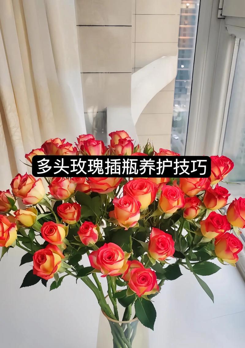 秋季玫瑰花的养护处理方法是什么？
