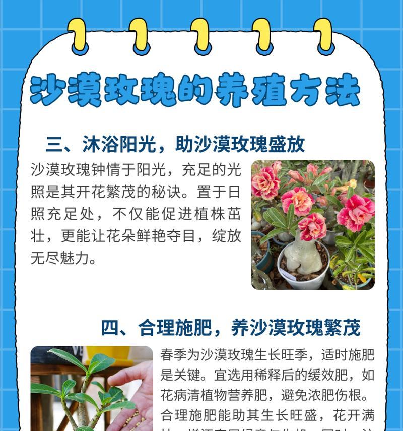 秋季玫瑰花的养护处理方法是什么？