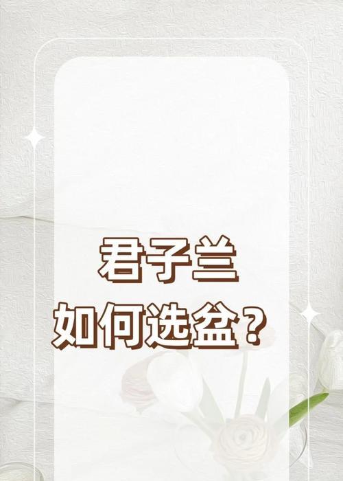 君子兰古风花盆如何养护和管理？养护过程中需要注意什么？