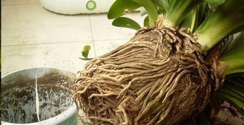 君子兰古风花盆如何养护和管理？养护过程中需要注意什么？