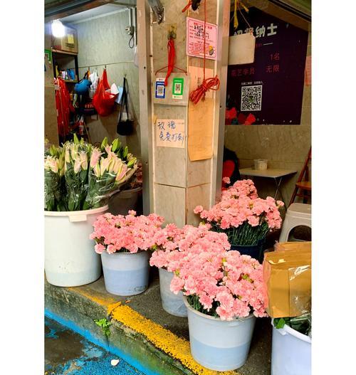多头玫瑰花的养殖方法是什么？如何保持其持续开花？