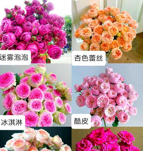 多头玫瑰花的养殖方法是什么？如何保持其持续开花？