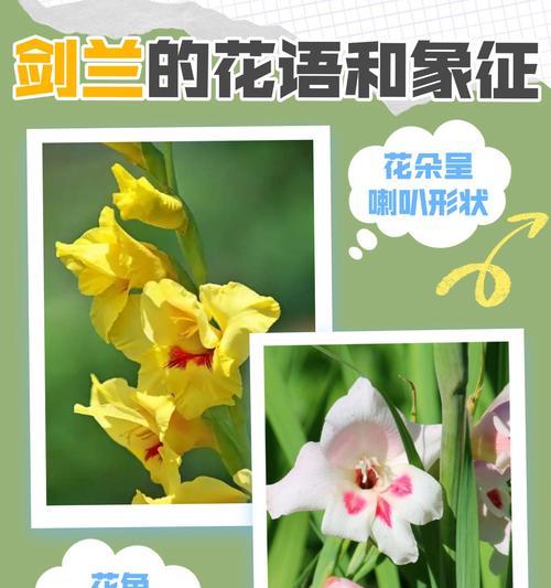绚丽灿烂的花语代表了什么？哪种花表达了这种情感？