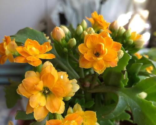 摘种满花的花语是什么意思？它传递了哪些情感？