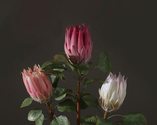 小田花语的橱窗有何特别之处？它代表了什么？