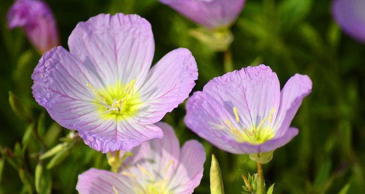 花生种子花语是什么？花生在花语中代表什么？