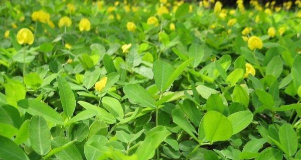 花生种子花语是什么？花生在花语中代表什么？