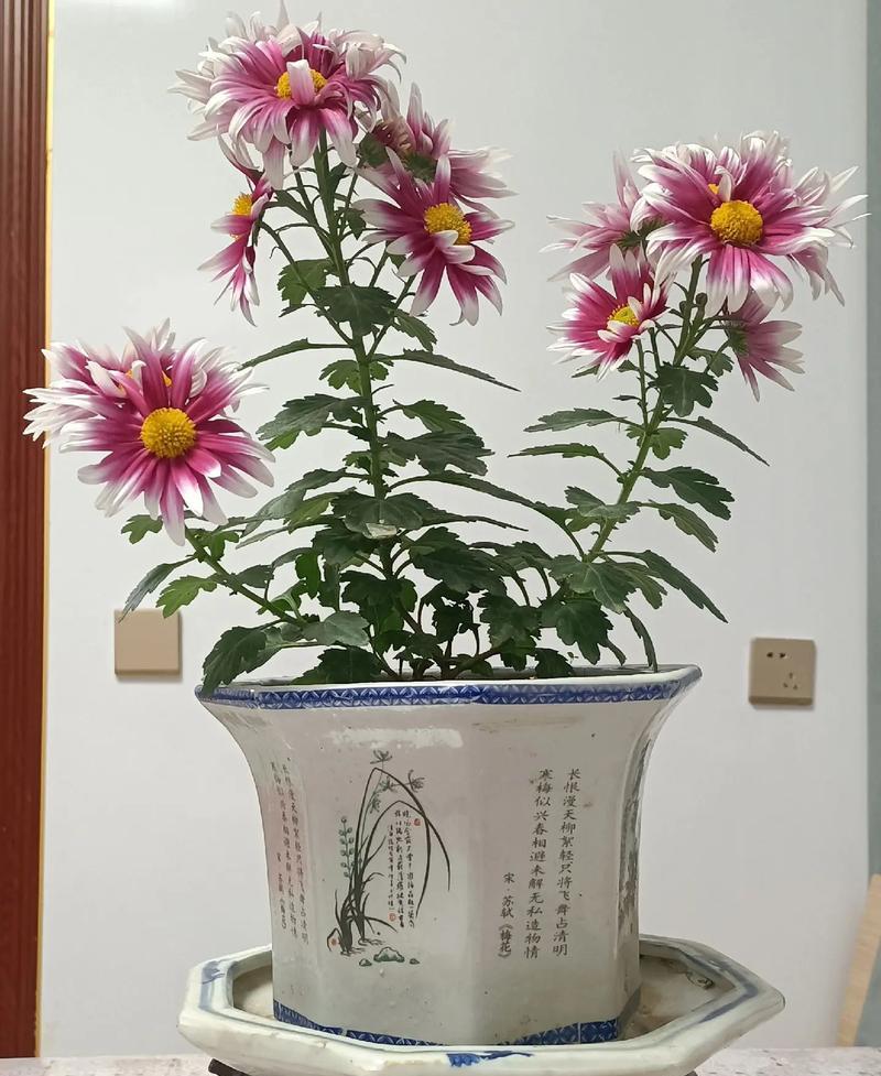 无奈的花语有哪些？神都无奈的花语代表什么？