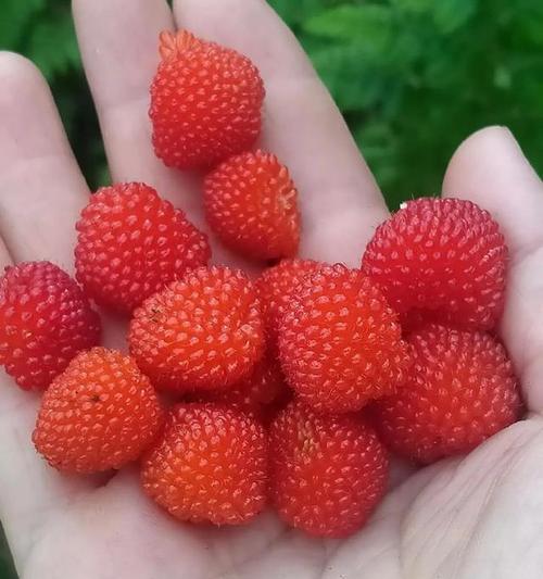 草莓花语与生肖有何关联？采摘草莓代表哪个生肖？