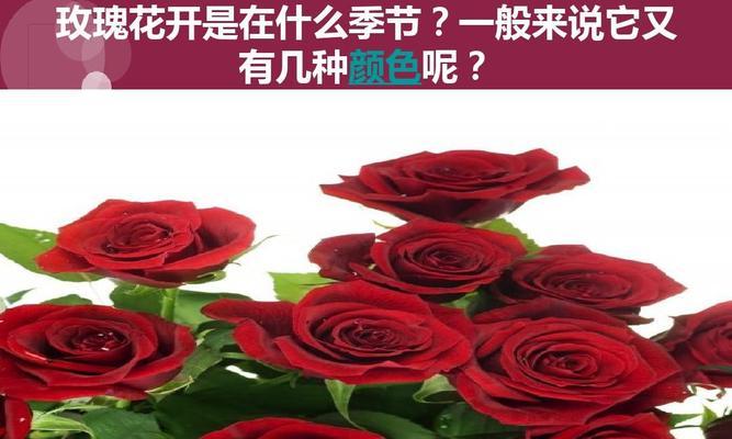 玫瑰花开时的花语代表了什么？