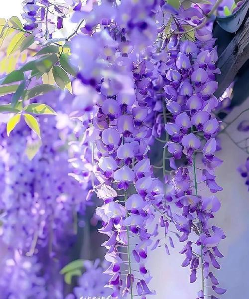 等待故人的花语是什么？哪种花代表思念？