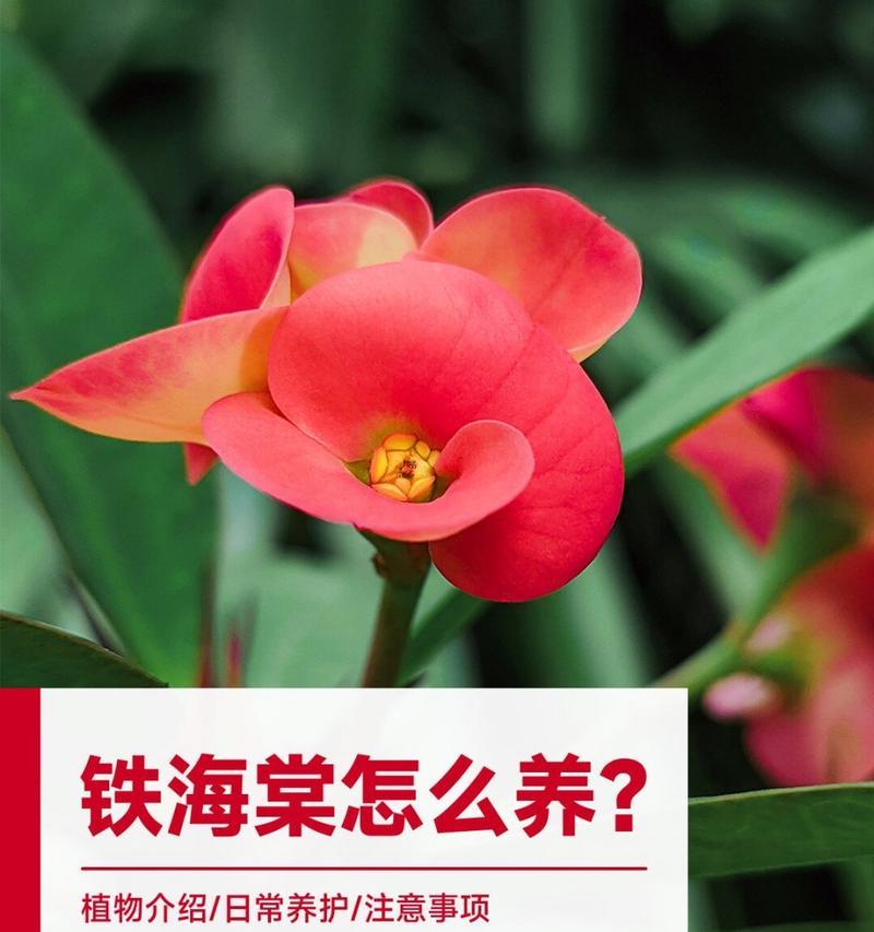 虎赤梅的正确养护技巧有哪些？