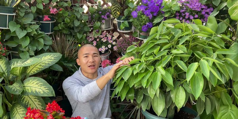 平安树树枝干枯的原因是什么？如何有效处理这一问题？