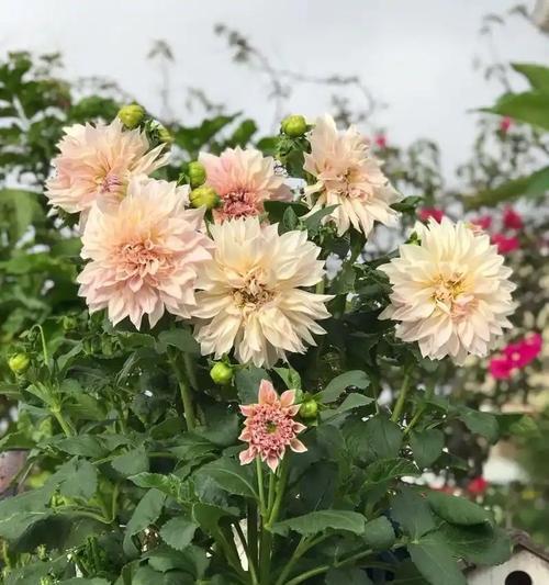 大丽花种植的正确步骤是什么？如何确保大丽花茁壮成长？