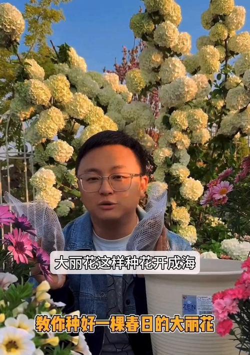 大丽花种植的正确步骤是什么？如何确保大丽花茁壮成长？