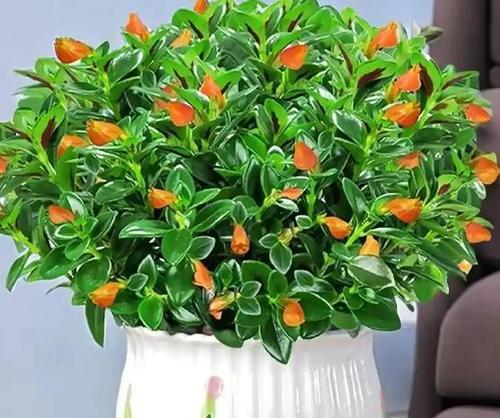 哪些花卉适合在阴暗处生长？耐阴花卉的养护方法是什么？