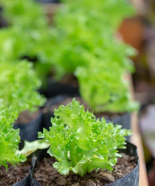 生菜怎么种植方法最简单？家庭种植需要注意什么？