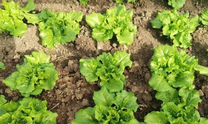 生菜怎么种植方法最简单？家庭种植需要注意什么？