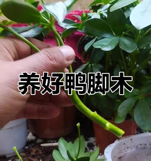 鸭脚木怎么扦插？鸭脚木扦插繁殖的步骤是什么？