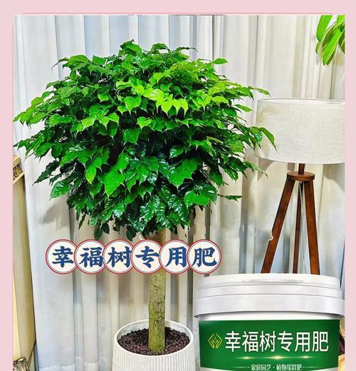幸福树的养殖方法和常见问题是什么？
