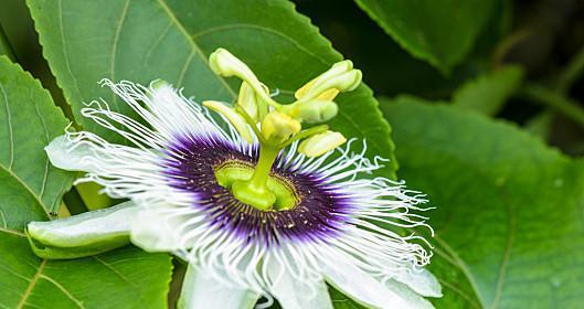 百香果的花长什么样？百香果花的特点是什么？