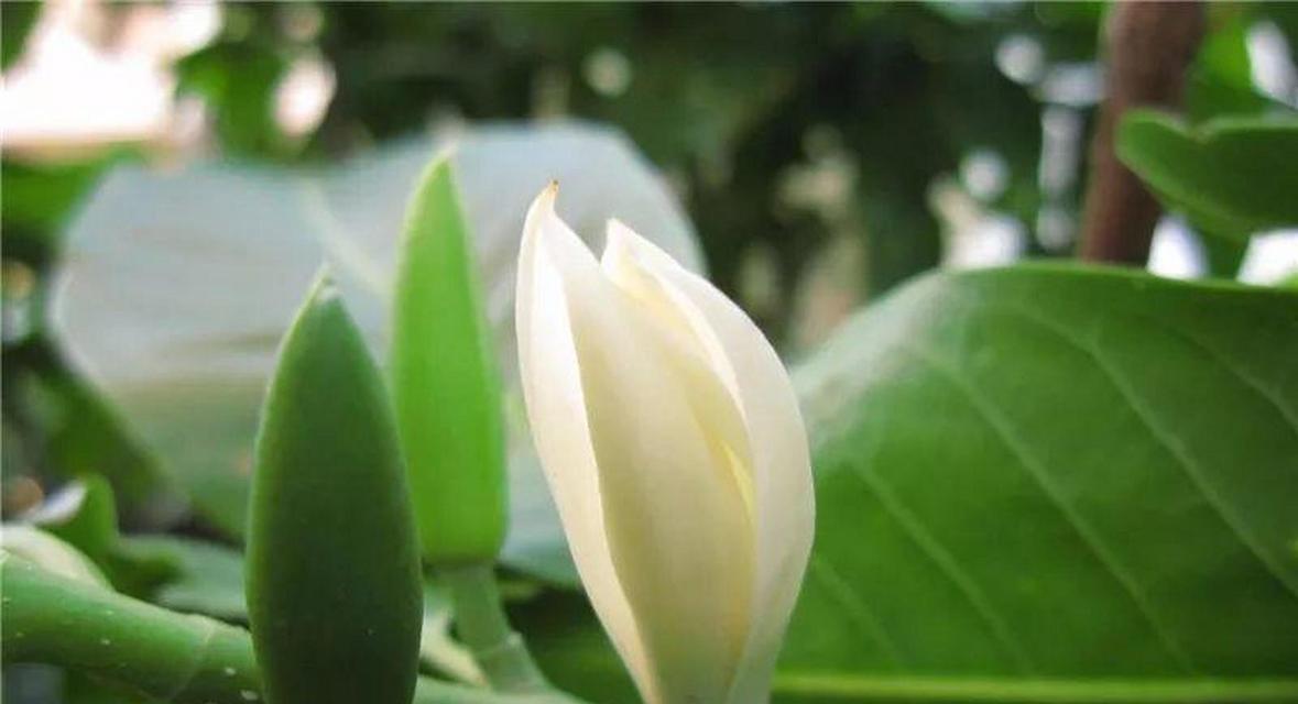 白兰花什么季节开花？如何促进白兰花多开花？